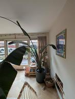 Strelitzia Nicolai - Paradijsvogelplant, Ophalen, 200 cm of meer, Overige soorten, Halfschaduw