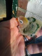 1 baby agapornissen om tam temaken 25 euro, Dieren en Toebehoren, Vogels | Parkieten en Papegaaien, Geslacht onbekend, Dwergpapegaai of Agapornis