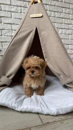 Exclusieve  Maltipoo F1 Micro pup  ( Aziatische Bloedlijnen), Dieren en Toebehoren, Honden | Chihuahua's en Gezelschapshonden