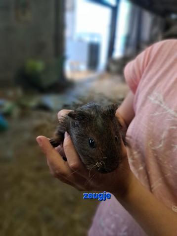 Lieve jonge cavia's  beschikbaar voor biedingen