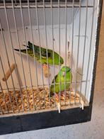 Catharina parkieten, Dieren en Toebehoren, Vogels | Parkieten en Papegaaien, Meerdere dieren, Parkiet