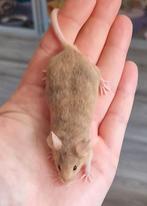 2 super leuke jonge kleur muisjes, Meerdere dieren, Hamster