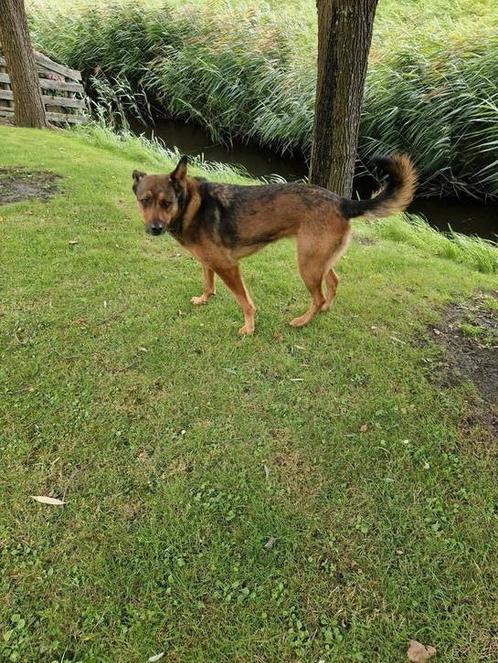Beau kruising rotweiler herder, Dieren en Toebehoren, Honden | Herdershonden en Veedrijvers, Teef, Herder, Particulier, Eén hond