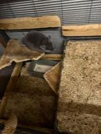 Chinchilla koppel, Chinchilla, Juni, Meerdere dieren, Tam