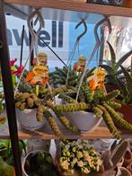 Crassula Hottentot, Overige soorten, In pot, Minder dan 100 cm, Groene kamerplant