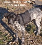 Brac zoekt baasje, Dieren en Toebehoren, Honden | Niet-rashonden, Particulier, 1 tot 2 jaar, Buitenland, Teef