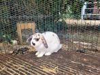 Baby konijntjes, Dieren en Toebehoren, Konijnen, Mannelijk, Dwerg