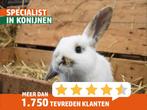 Hangoor dwergkonijn man | Gecastreerde rammen | Ingeënt!