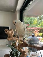 Mooie grote Goffini kaketoe, Dieren en Toebehoren, Vogels | Parkieten en Papegaaien, Mannelijk, Papegaai, Geringd