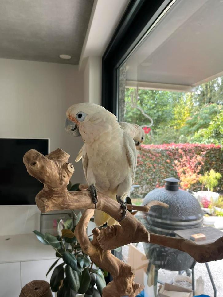 Mooie grote Goffini kaketoe, Dieren en Toebehoren, Vogels | Parkieten en Papegaaien, Papegaai, Mannelijk, Tam, Geringd