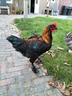 Marans, Dieren en Toebehoren, Pluimvee, Mannelijk, Kip