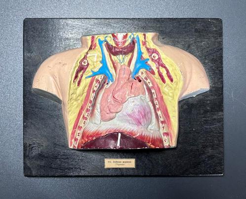 Vintage Anatomisch Model – Thymus (VII. Зобная железа), Antiek en Kunst, Curiosa en Brocante, Ophalen of Verzenden