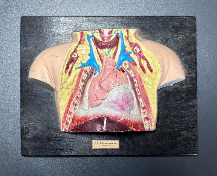 Vintage Anatomisch Model – Thymus (VII. Зобная железа), Antiek en Kunst, Curiosa en Brocante, Ophalen of Verzenden
