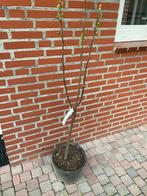 Ficus carica - Vijgenboom Brown Turkey - Vijg, Volle zon, 100 tot 250 cm, Vijgenboom, Ophalen