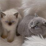 Prachtige Raszuivere Britse korthaar kittens, Meerdere dieren, Ontwormd, 0 tot 2 jaar