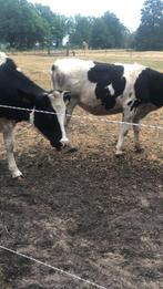 Rund vlees 1 kg vacuüm verpakt, Dieren en Toebehoren, Februari, Vrouwelijk