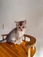 Schattige Britse Korthaar Kittens, Dieren en Toebehoren, Katten en Kittens | Raskatten | Korthaar, Meerdere dieren, Gechipt, 0 tot 2 jaar