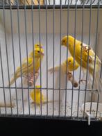 Waterslagers, Meerdere dieren, Kleurkanarie