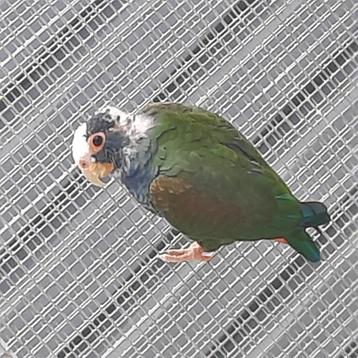 Pionus Senilis-papegaai. beschikbaar voor biedingen