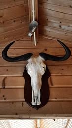 gewei, Ophalen, Zo goed als nieuw, Wild dier, Gewei of Kop