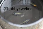 Medaka myazakura eieren, Dieren en Toebehoren, Vissen | Aquariumvissen, Vis