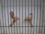 koppel isabel zebravinken, Dieren en Toebehoren, Vogels | Overige Vogels, Meerdere dieren