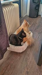 Een goed huisje gezocht voor Diva. Kees/pomeriaan, Dieren en Toebehoren, Overige rassen, Teef, Eén hond, 3 tot 5 jaar