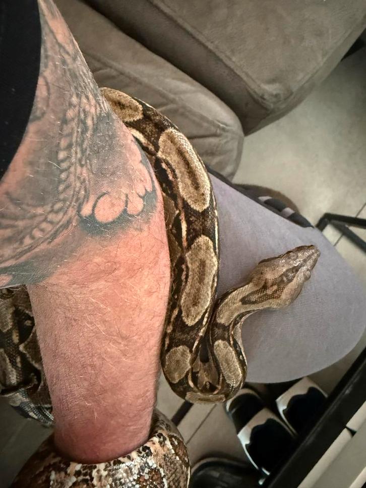 Boa constrictor imperator