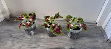 Kamerplant solenostemon scutellarioides (siernetel). beschikbaar voor biedingen