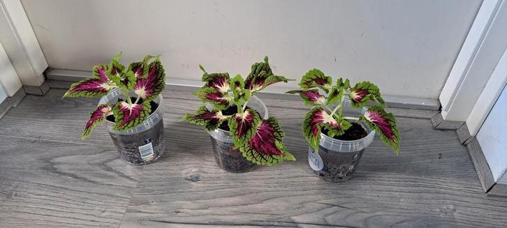 Kamerplant solenostemon scutellarioides (siernetel)., Huis en Inrichting, Kamerplanten, Minder dan 100 cm, Halfschaduw, Ophalen of Verzenden