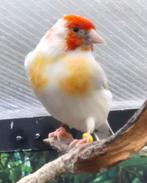 Putter, Mannelijk, Wildzangvogel, Geringd