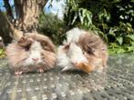2 lieve broertjes Peruvian, Dieren en Toebehoren, Knaagdieren, Cavia, Mannelijk, Mei, Tam