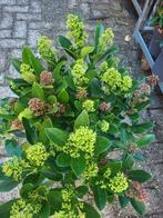 Skimmia s in diverse soorten, Ophalen of Verzenden, Overige soorten, Volle zon