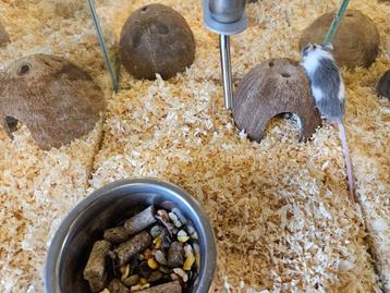 Mus musculus Kleur Muis beschikbaar voor biedingen