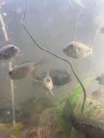 Diverse vissen, Dieren en Toebehoren, Vissen | Aquariumvissen