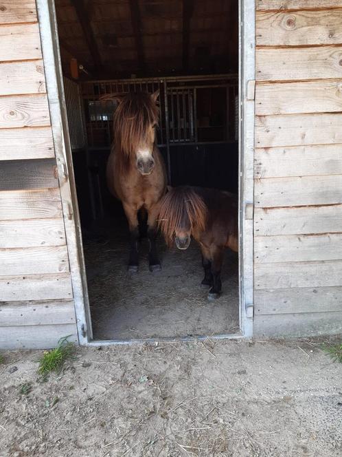 Bijrijder/verzorger gezocht, Dieren en Toebehoren, Paarden en Pony's | Overige Paardenspullen, Nieuw, Recreatie, Ophalen of Verzenden