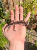 Pet only luipaardgekko, Hagedis, 0 tot 2 jaar