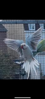 Halsbandparkieten, Dieren en Toebehoren, Meerdere dieren, Parkiet, Geringd