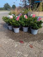 Prachtige Rhododendrons in Pot, Vaste plant, Halfschaduw, Lente, Ophalen