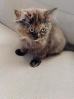 Perzische Langhaar en een Brits Korthaar kittens