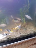 jonge koi,s, Karper of Koi