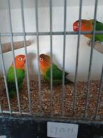Te koop jonge agapornis fischerie, Meerdere dieren, Dwergpapegaai of Agapornis