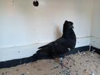 Servische hoogvliegers, Dieren en Toebehoren, Vogels | Duiven, Meerdere dieren, Postduif