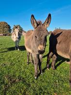 2 knappe ezelhengst veulens te koop, Mei, Mannelijk