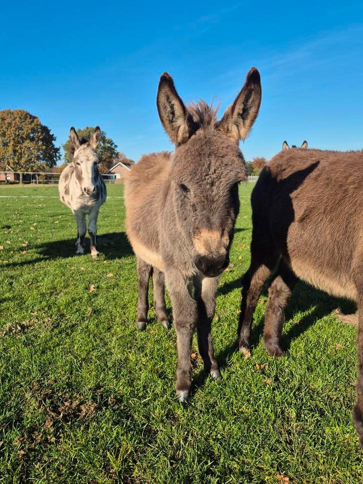 2 knappe ezelhengst veulens te koop, Dieren en Toebehoren, Overige Dieren, Mannelijk, Mei
