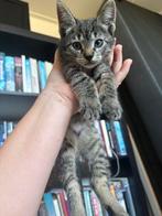 Prachtige kitten!, Dieren en Toebehoren, Katten en Kittens | Raskatten | Korthaar, Geslacht onbekend, Ontwormd, 0 tot 2 jaar