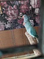 2 halsbandparkieten geringd met kooi, Dieren en Toebehoren, Geslacht onbekend, Parkiet, Geringd