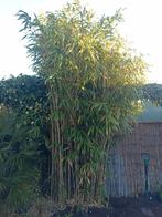 Grote bamboe struik (Fargesia rufa), Bloeit niet, Halfschaduw, Overige soorten, Ophalen