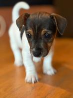 Lieve Jack Russell pups, Jack Russell Terriër, 8 tot 15 weken, Meerdere, Meerdere dieren