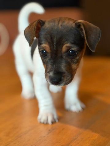 Lieve Jack Russell pups  beschikbaar voor biedingen